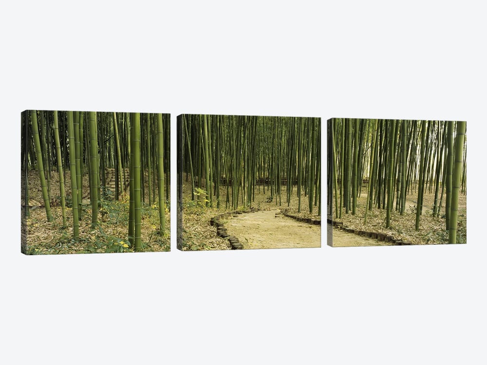 Bamboo Forest, Kyoto, Japan by Panoramic Images 3-piece Canvas Art Print