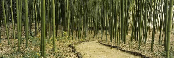 Forests: Bamboo Forest, Kyoto, Japan by Panoramic Images