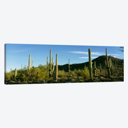 Cactus Canvas Print #PIM4046} by Panoramic Images Canvas Artwork