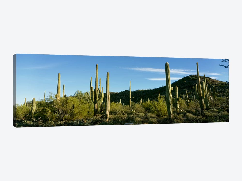 Cactus by Panoramic Images 1-piece Canvas Wall Art