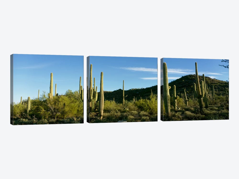 Cactus by Panoramic Images 3-piece Canvas Artwork