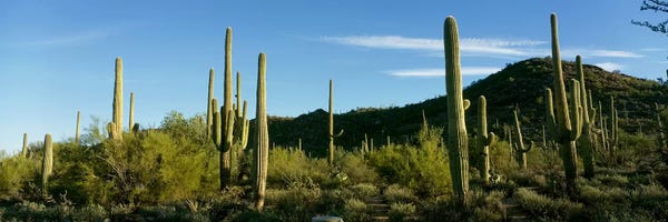 Cacti: Cactus by Panoramic Images