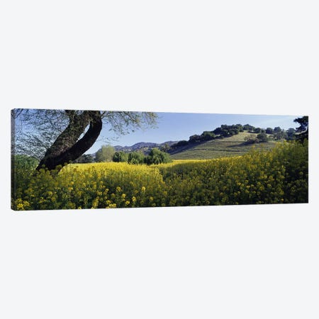 Mustard Plants In A Field, Napa Valley, California, USA Canvas Print #PIM4050} by Panoramic Images Canvas Art