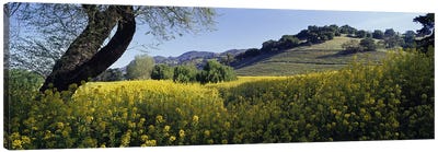 Mustard Plants In A Field, Napa Valley, California, USA Canvas Art Print - Napa Valley