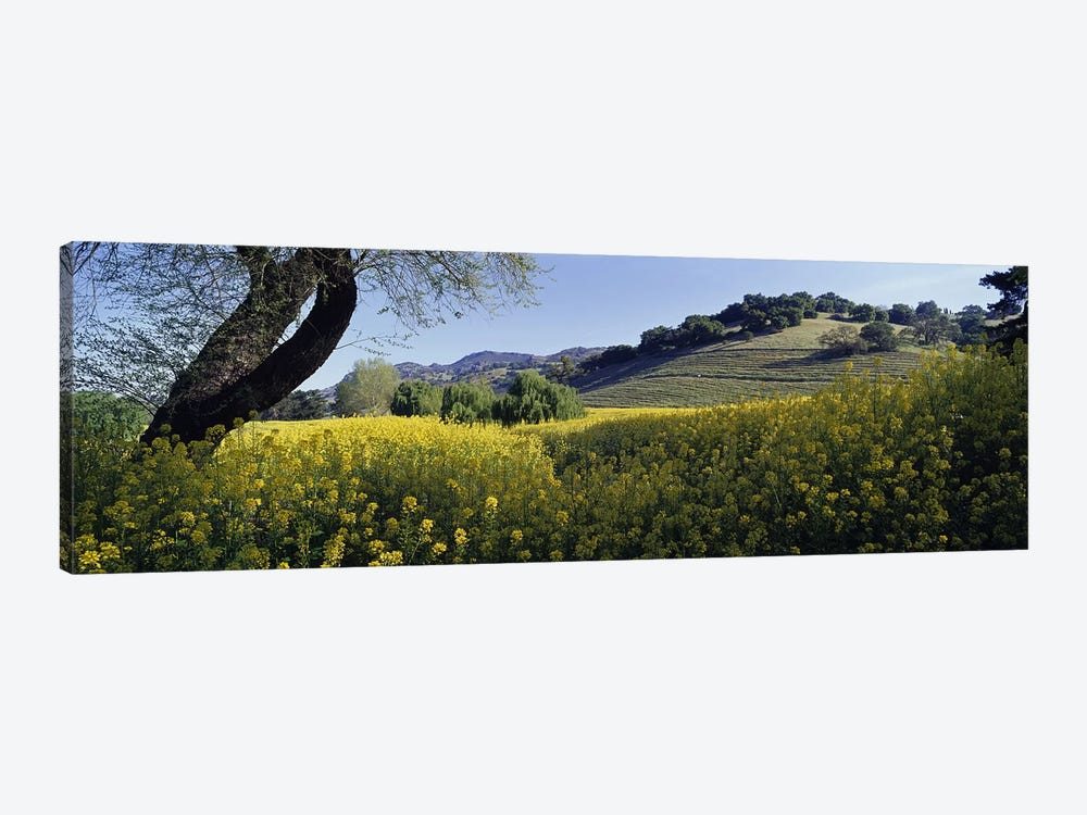Mustard Plants In A Field, Napa Valley, California, USA by Panoramic Images 1-piece Canvas Art Print