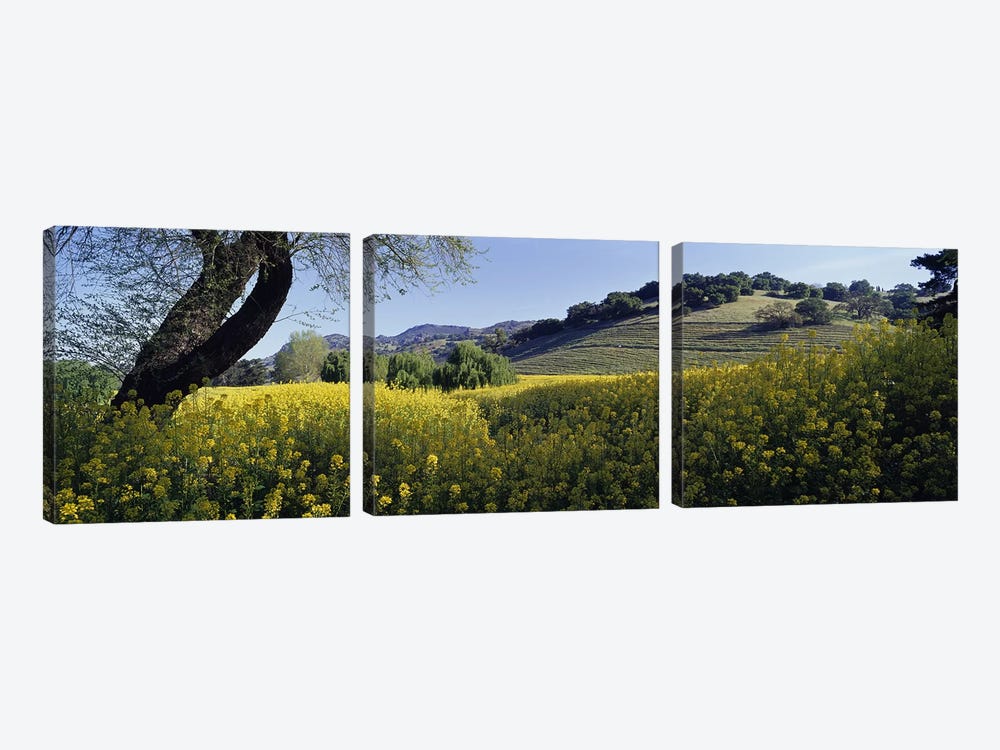 Mustard Plants In A Field, Napa Valley, California, USA by Panoramic Images 3-piece Canvas Art Print