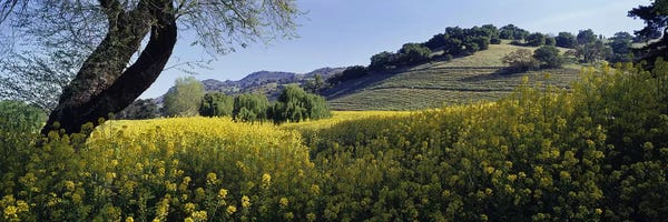 Napa Valley: Mustard Plants In A Field, Napa Valley, California, USA by Panoramic Images
