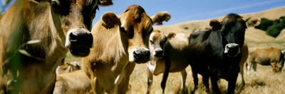 Close Up of CowsCalifornia, USA by Panoramic Images canvas print