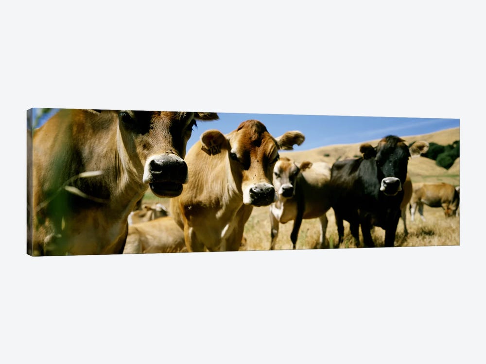 Close Up of CowsCalifornia, USA by Panoramic Images 1-piece Canvas Art
