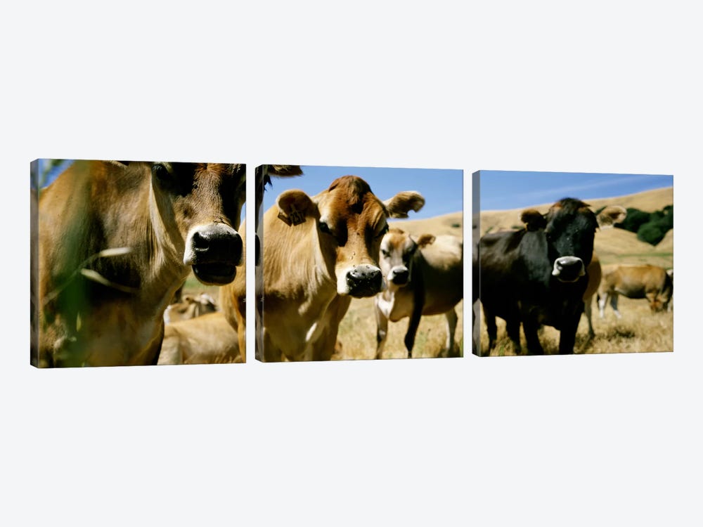 Close Up of CowsCalifornia, USA by Panoramic Images 3-piece Canvas Art