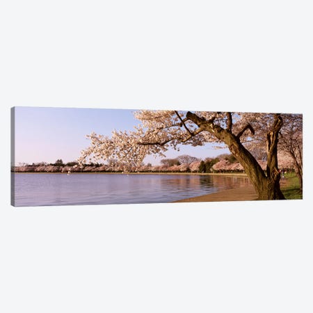 Cherry blossom tree along a lake, Potomac Park, Washington DC, USA Canvas Print #PIM4072} by Panoramic Images Canvas Art