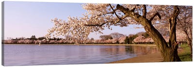Cherry blossom tree along a lake, Potomac Park, Washington DC, USA Canvas Art Print - Lake Art