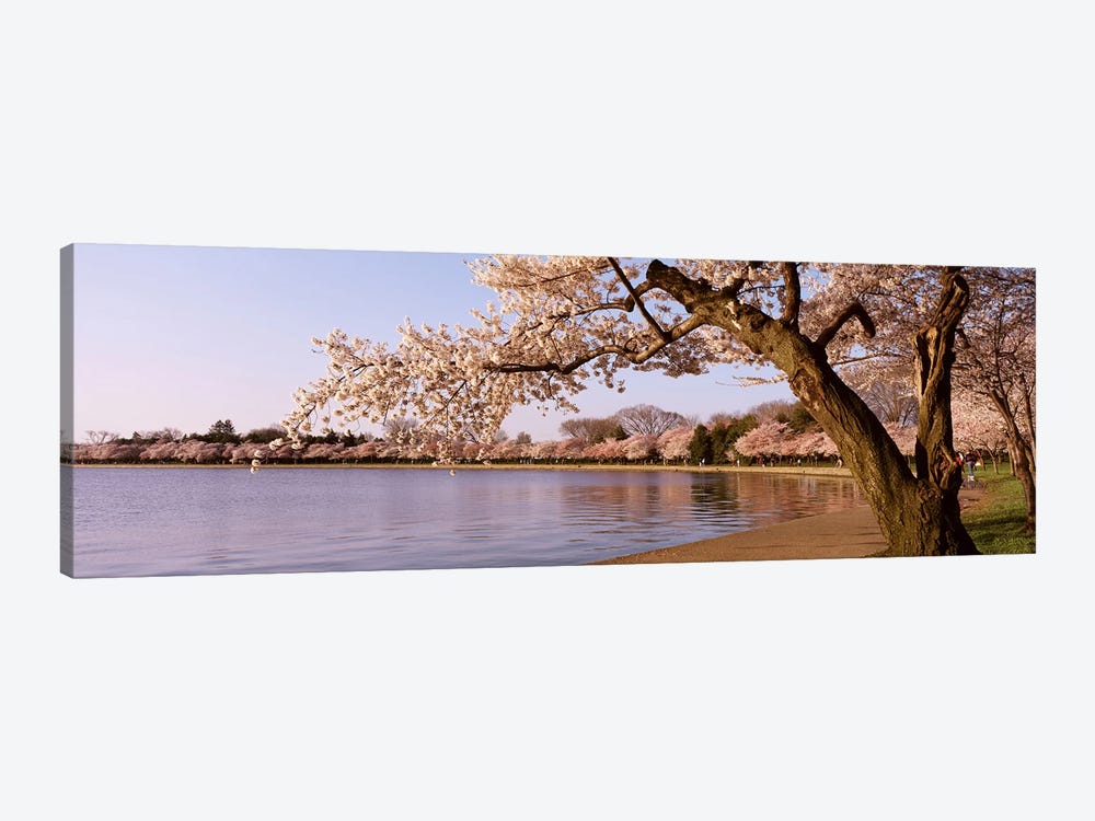 Cherry blossom tree along a lake, Potomac Park, Washington DC, USA by Panoramic Images 1-piece Canvas Print