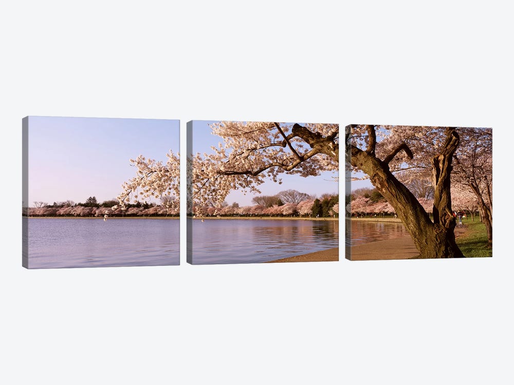 Cherry blossom tree along a lake, Potomac Park, Washington DC, USA by Panoramic Images 3-piece Canvas Art Print