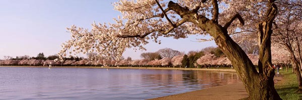 Washington, D.C.: Cherry blossom tree along a lake, Potomac Park, Washington DC, USA by Panoramic Images