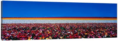 Ranunculus flowers Carlsbad Ranch Carlsbad CA USA Canvas Art Print