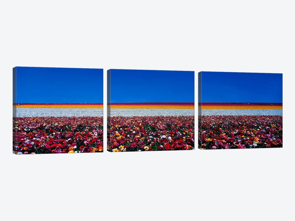 Ranunculus flowers Carlsbad Ranch Carlsbad CA USA by Panoramic Images 3-piece Canvas Art