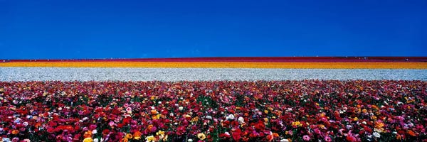Blue: Ranunculus flowers Carlsbad Ranch Carlsbad CA USA by Panoramic Images