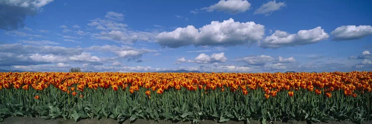 Tulip Field, Skagit Valley, Washington, USA