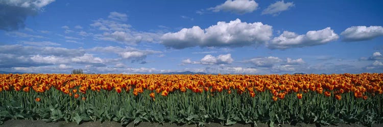Tulip Field, Skagit Valley, Washington, USA by Panoramic Images wall art
