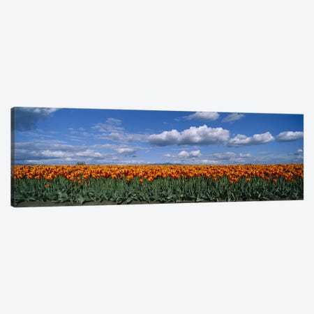 Tulip Field, Skagit Valley, Washington, USA Canvas Print #PIM4083} by Panoramic Images Canvas Art Print