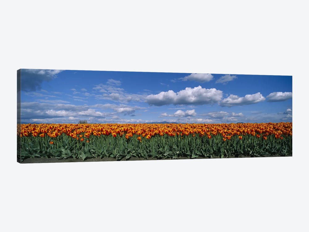 Tulip Field, Skagit Valley, Washington, USA by Panoramic Images 1-piece Art Print