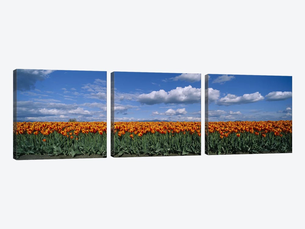 Tulip Field, Skagit Valley, Washington, USA by Panoramic Images 3-piece Art Print