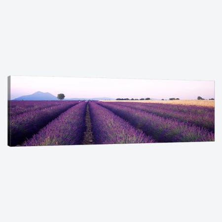 Lavender Field, Valensole, Provence-Alpes-Cote d'Azur, France Canvas Print #PIM4085} by Panoramic Images Canvas Art