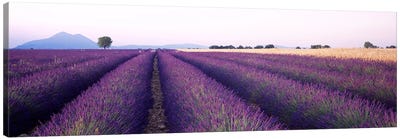 Lavender Field, Valensole, Provence-Alpes-Cote d'Azur, France Canvas Art Print - Herb Art