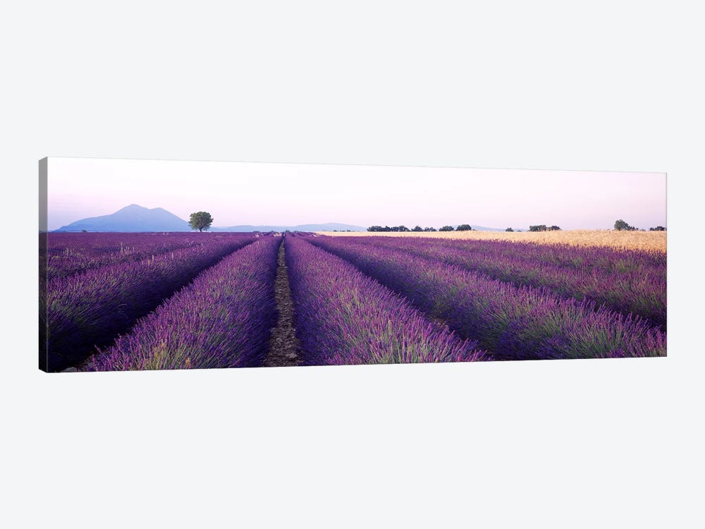 Lavender Field, Valensole, Provence-Alpes-Cote d'Azur, France by Panoramic Images 1-piece Canvas Print