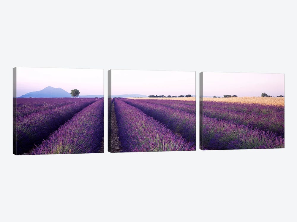 Lavender Field, Valensole, Provence-Alpes-Cote d'Azur, France by Panoramic Images 3-piece Canvas Art Print