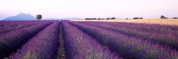 Herbs: Lavender Field, Valensole, Provence-Alpes-Cote d'Azur, France by Panoramic Images