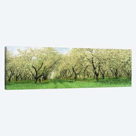 Rows of Cherry Tress In An OrchardMinnesota, USA Canvas Print #PIM4141} by Panoramic Images Canvas Wall Art