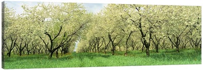 Rows of Cherry Tress In An OrchardMinnesota, USA Canvas Art Print - Cool Colors