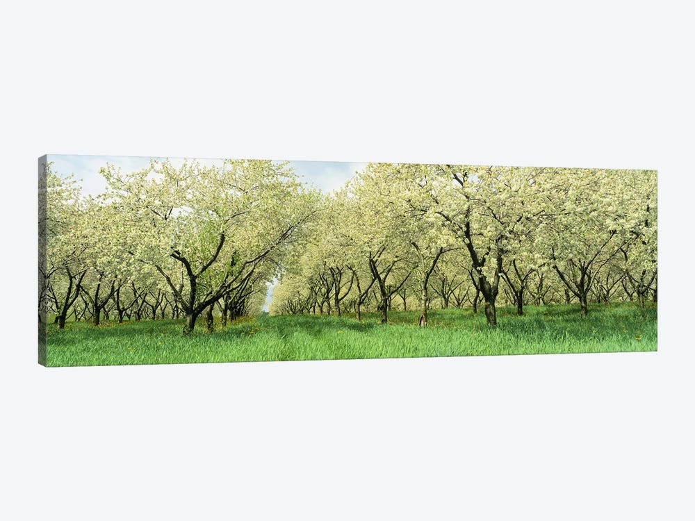 Rows of Cherry Tress In An OrchardMinnesota, USA by Panoramic Images 1-piece Canvas Wall Art