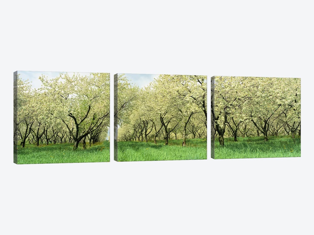 Rows of Cherry Tress In An OrchardMinnesota, USA by Panoramic Images 3-piece Canvas Wall Art