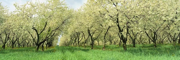 Cool Colors: Rows of Cherry Tress In An OrchardMinnesota, USA by Panoramic Images