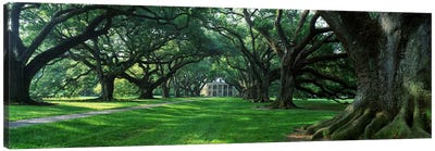 USA, Louisiana, New Orleans, Oak Alley Plantation, plantation home through alley of oak trees Canvas Art Print - Field, Grassland & Meadow Art