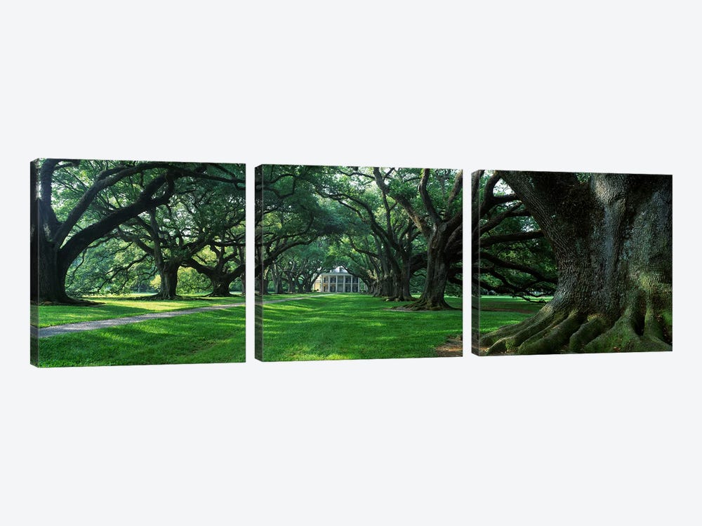 USA, Louisiana, New Orleans, Oak Alley Plantation, plantation home through alley of oak trees by Panoramic Images 3-piece Canvas Print