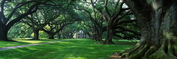 Louisiana: USA, Louisiana, New Orleans, Oak Alley Plantation, plantation home through alley of oak trees by Panoramic Images