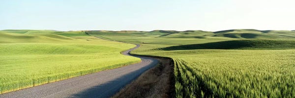 Gravel Road Through Barley and Wheat Fields WA
