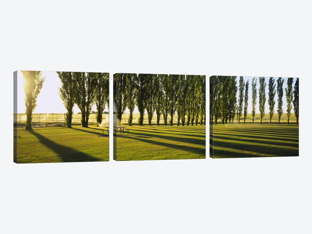A Row Of Poplar Trees, Twin Falls, Idaho, USA by Panoramic Images 3-piece Canvas Art Print