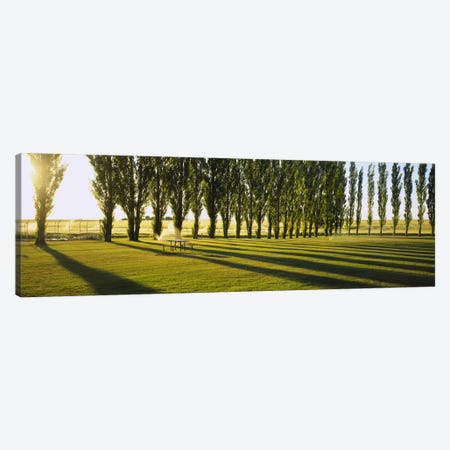 A Row Of Poplar Trees, Twin Falls, Idaho, USA Canvas Print #PIM4153} by Panoramic Images Canvas Print