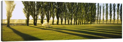 A Row Of Poplar Trees, Twin Falls, Idaho, USA Canvas Art Print - Poplar Tree Art