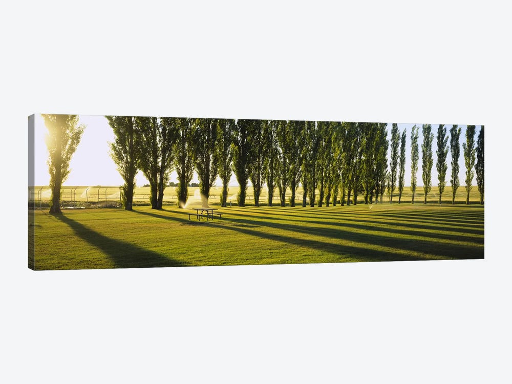A Row Of Poplar Trees, Twin Falls, Idaho, USA by Panoramic Images 1-piece Canvas Art Print