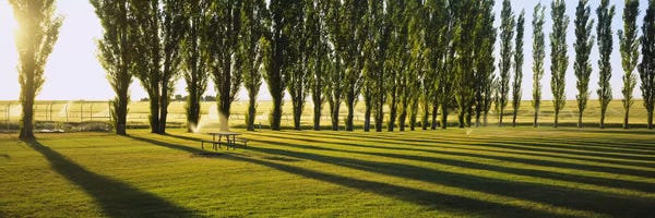 Poplar Trees: A Row Of Poplar Trees, Twin Falls, Idaho, USA by Panoramic Images