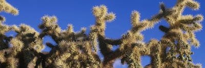 Chainfruit Cholla Cactus Saguaro National Park AZ by Panoramic Images canvas print