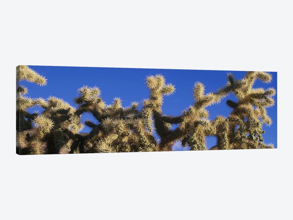 Chainfruit Cholla Cactus Saguaro National Park AZ by Panoramic Images 1-piece Canvas Art