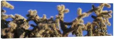 Chainfruit Cholla Cactus Saguaro National Park AZ Canvas Art Print - Plant Art