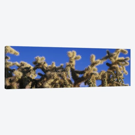 Chainfruit Cholla Cactus Saguaro National Park AZ Canvas Print #PIM4156} by Panoramic Images Canvas Art